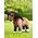 LeMieux Lemieux Toy Pony - Chancer