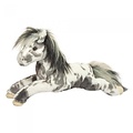 Douglas Douglas Starsky Appaloosa Horse