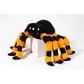 Douglas Douglas Harry Halloween Spider