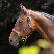 Velociti Velociti Lusso Padded Leather Breakaway Halter