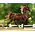 Breyer Breyer - WGC Marc of Charm - Saddlebred Stallion (Retired)