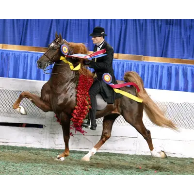Breyer Breyer - WGC Marc of Charm - Saddlebred Stallion (Retired)