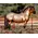 Breyer Breyer - Theo - Ardennes Draft Horse (Retired)