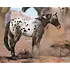 Breyer Breyer Collectibles Appaloosa Blue Roan