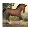 Breyer Breyer CollectA - Warmblood Stallion Bay
