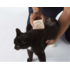 SleekEZ SleekEZ - Brush for Shedding and Grooming - Mini (2.5”)