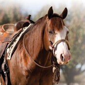 Professional’s Choice - Bosal/Mecate Set - Chocolate