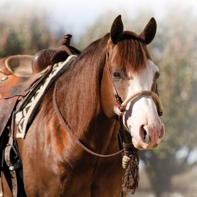 Professional’s Choice - Bosal/Mecate Set - Chocolate