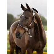 LeMieux LeMieux - SP'26 Rope Control Halter -