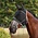 Shires Shires Air Motion Fly Mask with Ears & Fringe