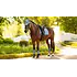LeMieux LeMieux SP 26' - Essence Dressage Square Pad