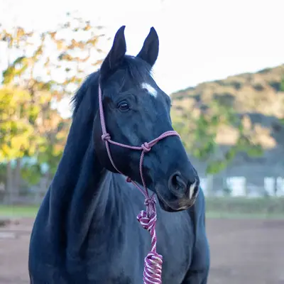 Shires ARMA - Rope Halter & Lead Set -