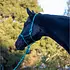 Shires ARMA - Rope Halter & Lead Set -