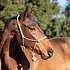 Shires ARMA - Rope Halter & Lead Set -