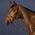 Dy'on Dy'on - Anatomic Flash Noseband Bridle -