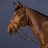 Dy'on Dy'on - Anatomic Flash Noseband Bridle -