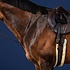 Dy'on Dy'on - Standing Martingale