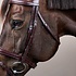Dy'on Dy'on - Anatomic Flash Noseband Bridle