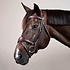 Dy'on Dy'on - Anatomic Flash Noseband Bridle