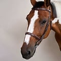 Dy'on Dy'on - Cavesson Hunter Noseband Bridle