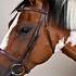Dy'on Dy'on - Cavesson Hunter Noseband Bridle