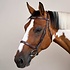Dy'on Dy'on - Cavesson Hunter Noseband Bridle