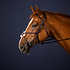Dy'on Dy'on - Figure 8 Noseband Bridle - New English Collection