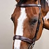 Dy'on Dy'on - Wide Noseband Hunter Bridle - US Collection