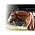Professional's Choice - Loping Hackamore w/ Rawhide Nose