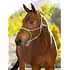 LeMieux LeMieux - Rope Halter - Macaron One Size