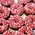 The Posh Pony The Posh Pony - Homemade Mini Donuts - Peppermint