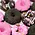 The Posh Pony The Posh Pony - Homemade Mini Donuts - Yeehaw