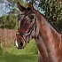 Collegiate - Comfitec Vogue Anatomical Bridle -