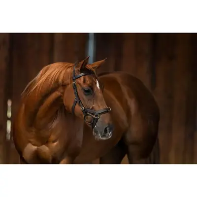 Rambo Rambo Micklem Original Multibridle