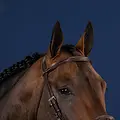 Dy'on Dy'on Straight Browband - US Collection