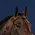 Dy'on Dy'on Straight Browband - US Collection