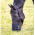 Shires Shires - FreeGraze Comfort Grazing Muzzle - Pony