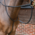 Lusso Lusso - Standing Martingale - Havana