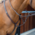 Lusso Lusso - Breastplate - Havana