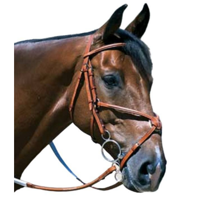 Edgewood - Figure 8 Fancy Raised Padded Noseband - Cob