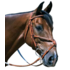 Edgewood - Figure 8 Fancy Raised Padded Noseband - Full