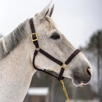 5/A Baker 5/A Baker - Signature Leather Halter - Havana w/ White Fancy Stitching - Horse