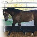 Professional's Choice - Lunging Buddy