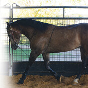 Professional's Choice - Lunging Buddy