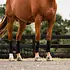 Incrediwear Equine Incrediwear Equine - Circulation Exercise Bandages - Black