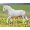 Breyer Breyer - Caprechio del Richuelo