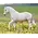 Breyer Breyer - Caprechio del Richuelo