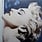 (VINTAGE) Madonna - True Blue LP [VG+] (1986,Canada)