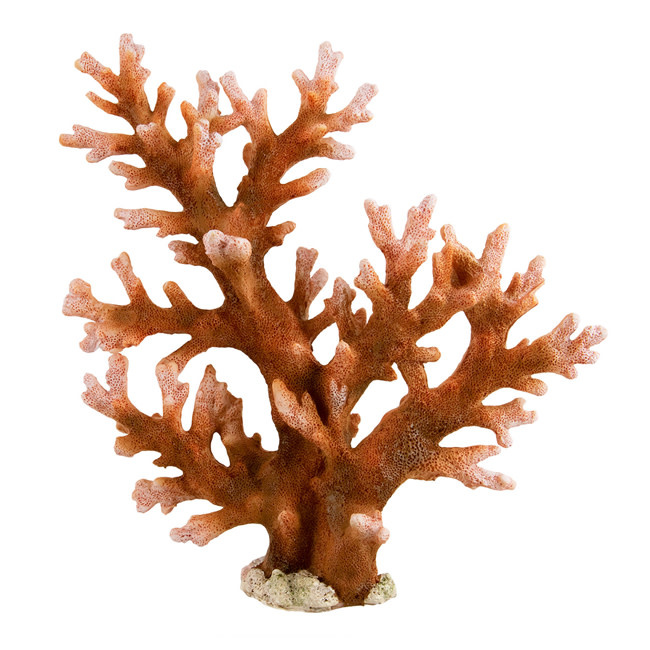 Underwater Treasures Staghorn Coral - Benson's Fish Room