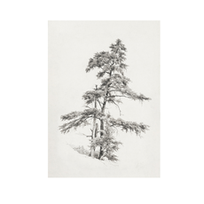 Framed Pine Tree Sketch